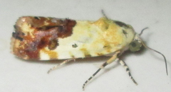 Acontia