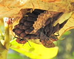 Spilostethus pandurus elegans