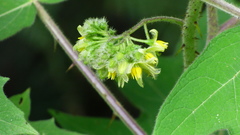 Solanum lhotskyanum