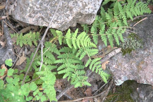 Plummer's cliff fern (Woodsia plummerae)
