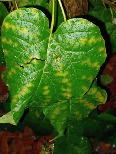 Catalpa bignonioides
