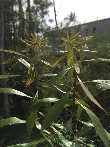 Morella cerifera image