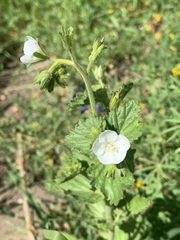 Phacelia viscida albiflora