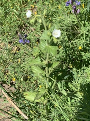 Phacelia viscida albiflora