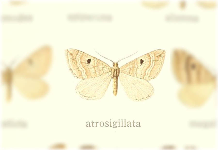Scotopteryx atrosigillata