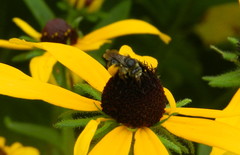 Melissodes illatus