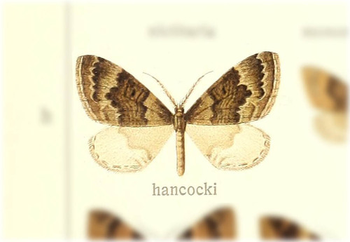 Xanthorhoe alluaudi