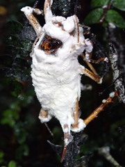 Hemideina
