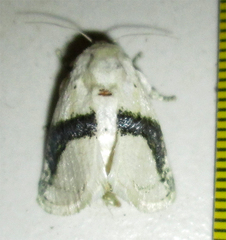 Afraltha chionostola