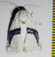 Afraltha chionostola