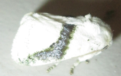 Afraltha chionostola