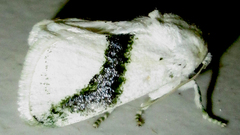 Afraltha chionostola