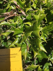 Ilex