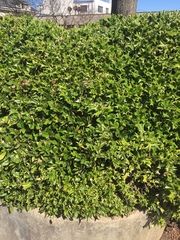 Ilex