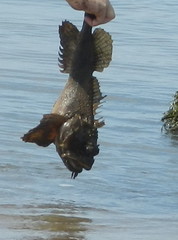 Hemitripterus americanus