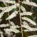 African Tamarisk - Photo (c) Drepanostoma, some rights reserved (CC BY-NC)