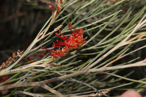 Image of Grevillea cagiana by (c) Greg Tasney, some rights reserved (CC BY-SA)