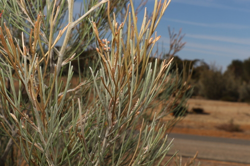 Image of Grevillea cagiana by (c) Greg Tasney, some rights reserved (CC BY-SA)