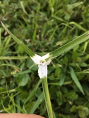Rhynchospora colorata image