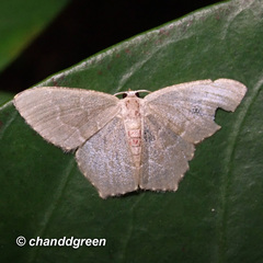 Hemithea tritonaria