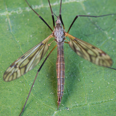Tipula pseudovariipennis