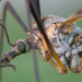 大蚊科 - Photo 由 Vladimir Bryukhov 所上傳的 (c) Vladimir Bryukhov，保留部份權利CC BY-NC