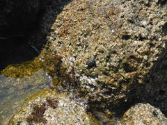 Plicopurpura columellaris