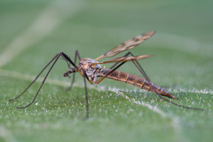 Tipula pseudovariipennis