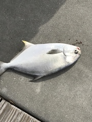 Trachinotus carolinus