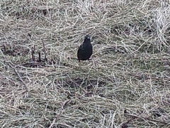Sturnus vulgaris faroensis