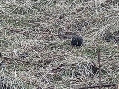 Sturnus vulgaris faroensis