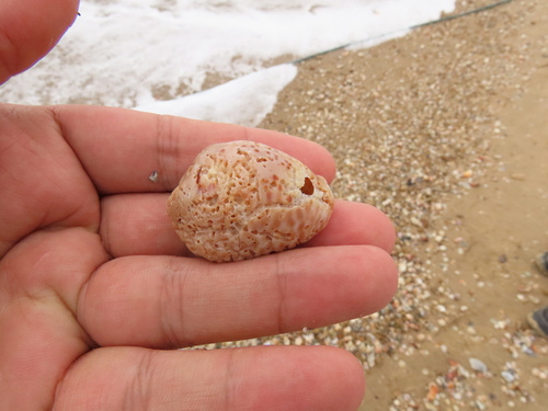 Cypraea mus observed 2023-08-23