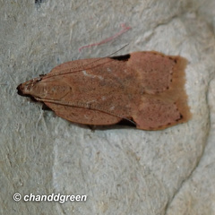 Dichomeris simaoensis