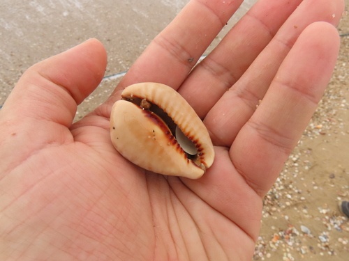 Cypraea mus observed 2023-08-23
