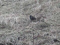 Sturnus vulgaris faroensis