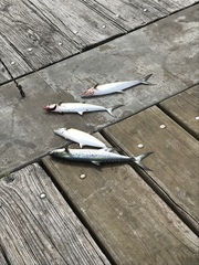 Scomberomorus maculatus