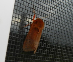 Phragmatobia assimilans