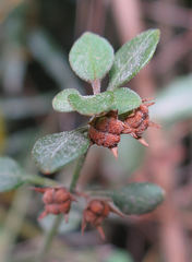 Teucrium parvifolium