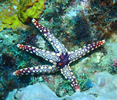 Fromia heffernani