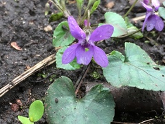 Viola reichenbachiana