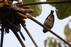 Chalcothraupis ruficervix