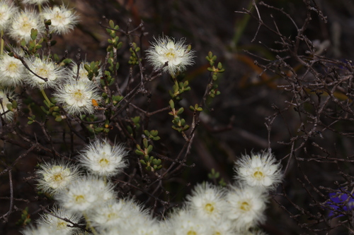 Image of Verticordia roei by (c) Greg Tasney, some rights reserved (CC BY-SA)
