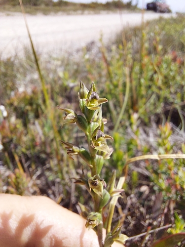 Image of Prasophyllum favonium by (c) Brendan Costello, some rights reserved (CC BY)