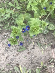 Anagallis