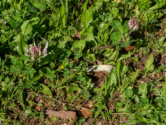 Trifolium clypeatum