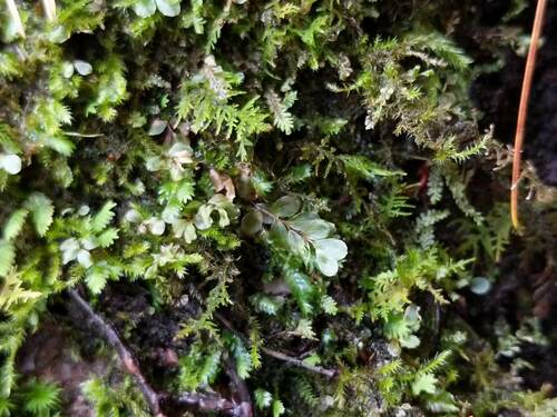Rhizomnium pseudopunctatum observed 2023-10-21