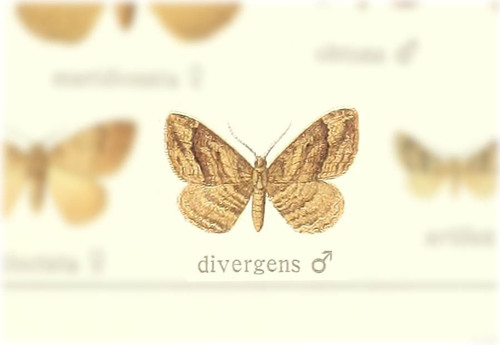 Ansorgia divergens