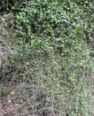 Teucrium parvifolium