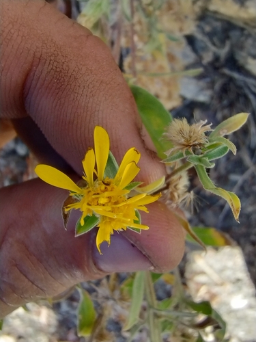 Hartman’s False Goldenaster (Heterotheca hartmanii)