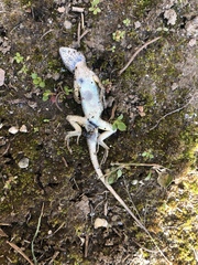 Sceloporus occidentalis longipes